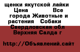 щенки якутской лайки › Цена ­ 15 000 - Все города Животные и растения » Собаки   . Свердловская обл.,Верхняя Салда г.